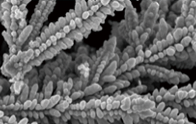 Ultrafine Dendrite 이미지1